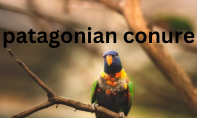 Patagonian Conure: A Complete Overview