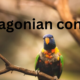 Patagonian Conure: A Complete Overview