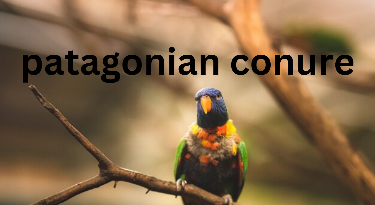 Patagonian Conure: A Complete Overview