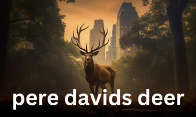 Père David's Deer: A Remarkable Conservation Story