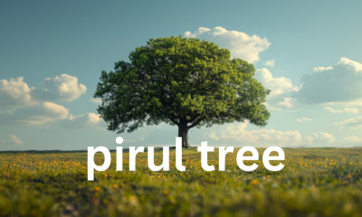 The Pirul Tree: A Comprehensive Overview