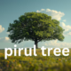 The Pirul Tree: A Comprehensive Overview