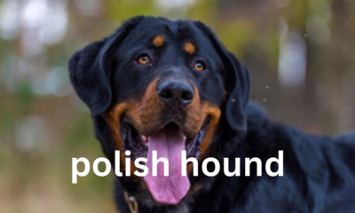 Polish Hound: A Comprehensive Guide