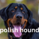 Polish Hound: A Comprehensive Guide