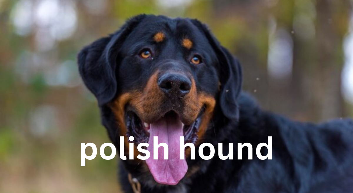 Polish Hound: A Comprehensive Guide