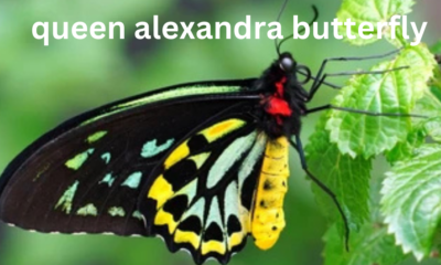 Queen Alexandra's Birdwing Butterfly: The Largest Butterfly in the World