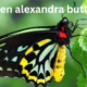 Queen Alexandra's Birdwing Butterfly: The Largest Butterfly in the World