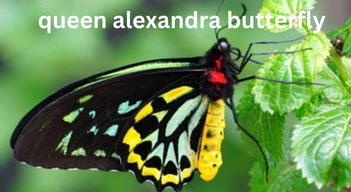 Queen Alexandra's Birdwing Butterfly: The Largest Butterfly in the World