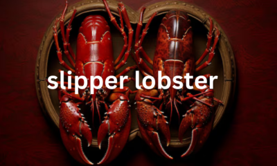 Slipper Lobster: A Unique Crustacean