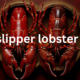 Slipper Lobster: A Unique Crustacean