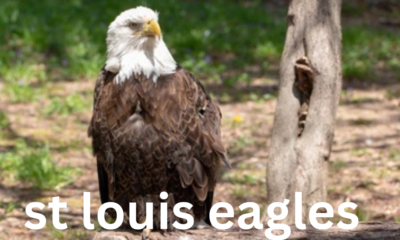 The St. Louis Eagles: A Brief History of an NHL Team