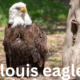 The St. Louis Eagles: A Brief History of an NHL Team