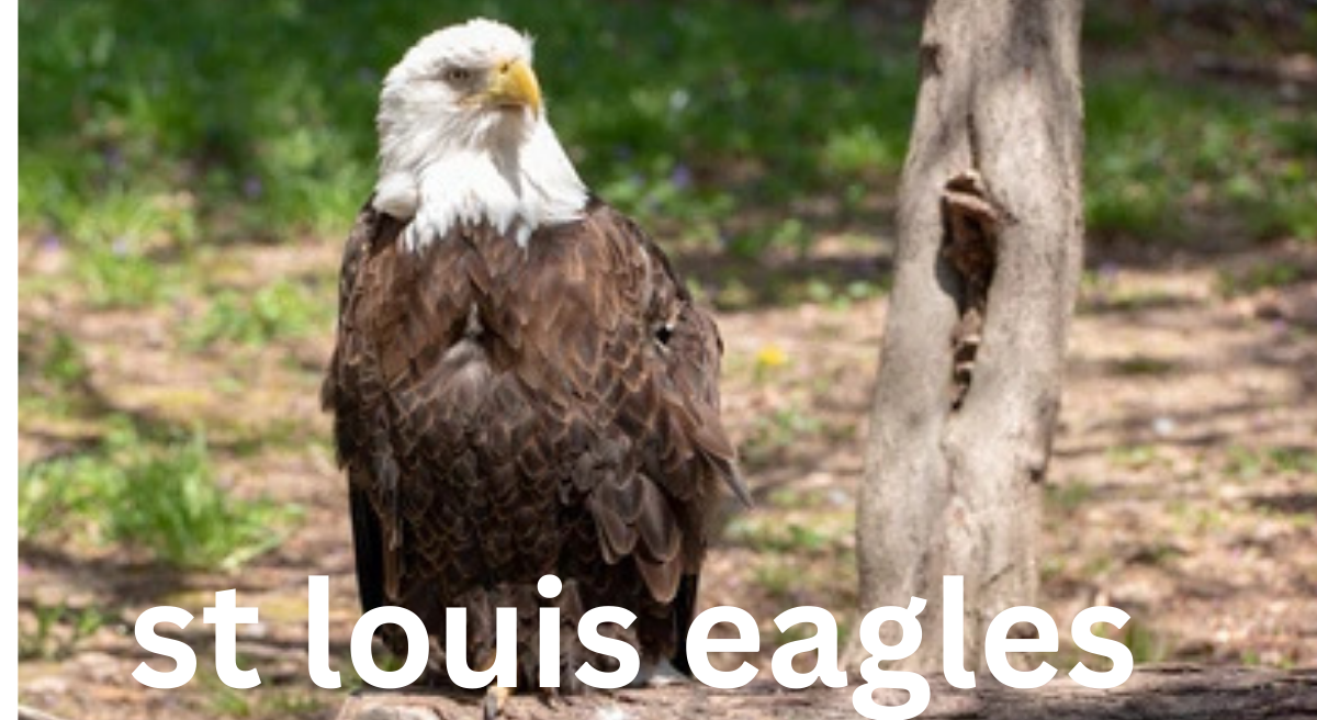 The St. Louis Eagles: A Brief History of an NHL Team