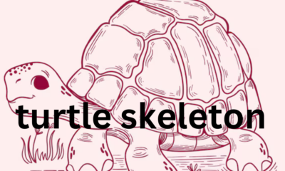 Turtle Skeleton: Structure and Function