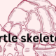 Turtle Skeleton: Structure and Function