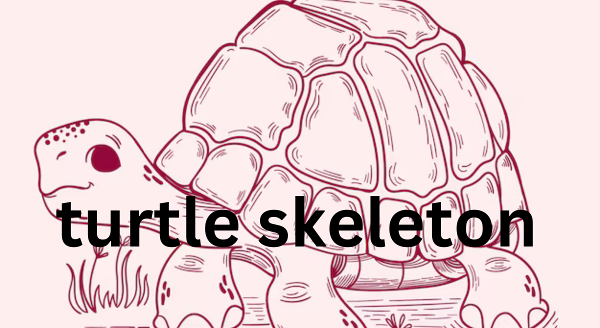 Turtle Skeleton: Structure and Function