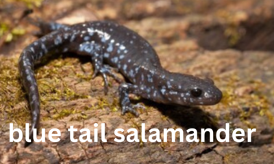 Blue-Tailed Salamander: A Unique Amphibian of North America