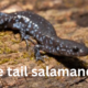 Blue-Tailed Salamander: A Unique Amphibian of North America