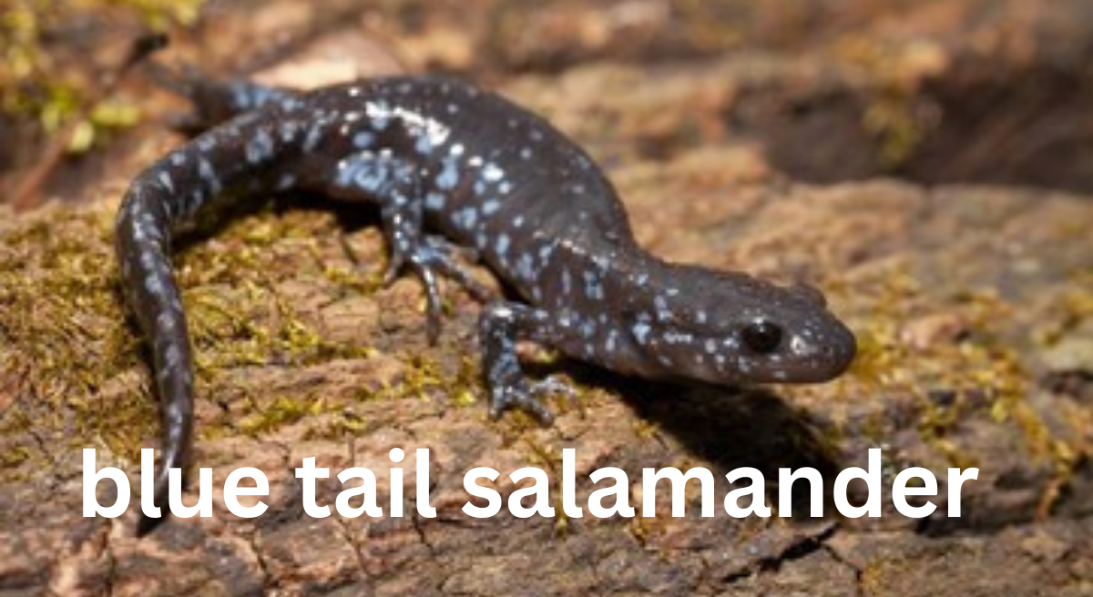 Blue-Tailed Salamander: A Unique Amphibian of North America