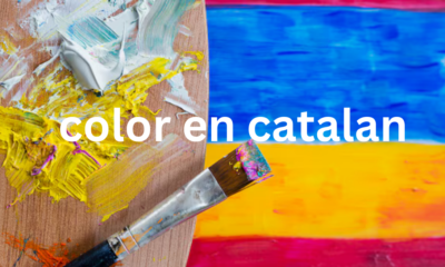 Colors: Una Introducció a la Importància dels Colors