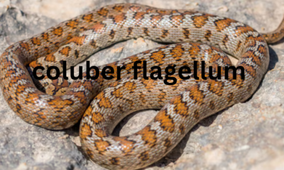 The Eastern Coachwhip: Coluber flagellum