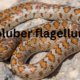 The Eastern Coachwhip: Coluber flagellum