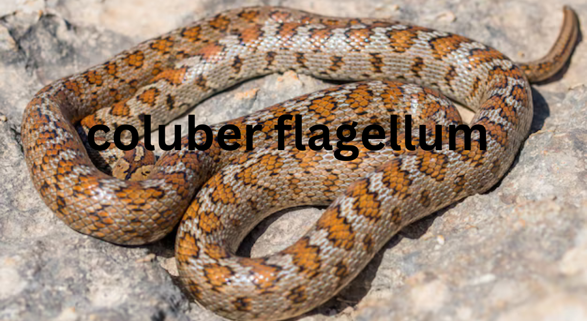 The Eastern Coachwhip: Coluber flagellum