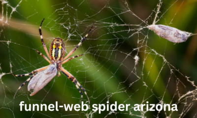 The Funnel-Web Spider in Arizona: A Detailed Insight