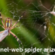 The Funnel-Web Spider in Arizona: A Detailed Insight