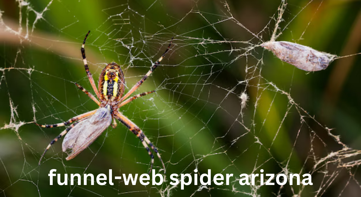 The Funnel-Web Spider in Arizona: A Detailed Insight