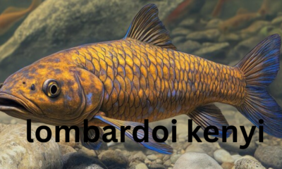 Lombardoi Kenyi (Maylandia lombardoi): A Complete Guide