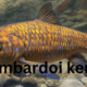 Lombardoi Kenyi (Maylandia lombardoi): A Complete Guide