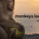 Monkeys as Locksmiths: A Curious Intersection of Nature and Mechanics