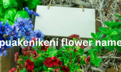 Puakenikeni Flower: The Fragrant Blossom with a Rich Hawaiian Heritage