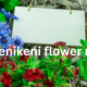 Puakenikeni Flower: The Fragrant Blossom with a Rich Hawaiian Heritage