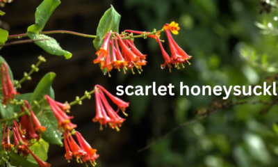 Scarlet Honeysuckle (Lonicera sempervirens): A Vibrant Climber