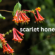 Scarlet Honeysuckle (Lonicera sempervirens): A Vibrant Climber