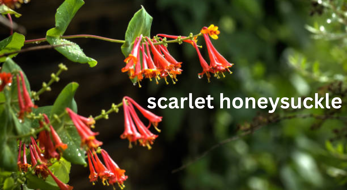 Scarlet Honeysuckle (Lonicera sempervirens): A Vibrant Climber