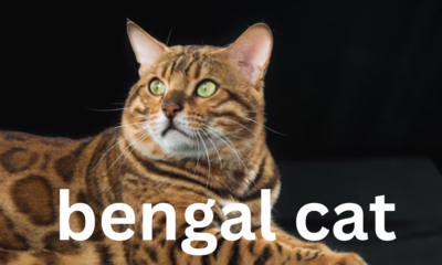 The Bengal Cat: A Guide to the Exotic and Playful Feline