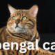 The Bengal Cat: A Guide to the Exotic and Playful Feline