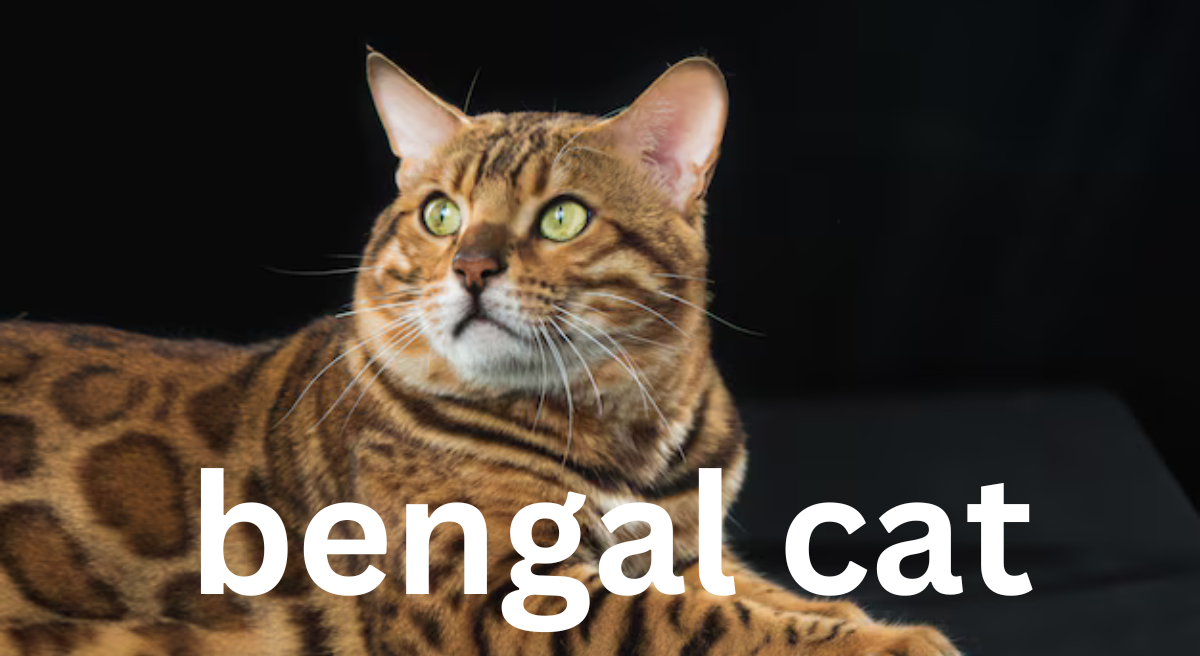 The Bengal Cat: A Guide to the Exotic and Playful Feline