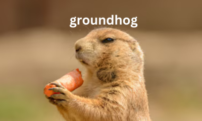 The Groundhog: Nature’s Weather Forecaster