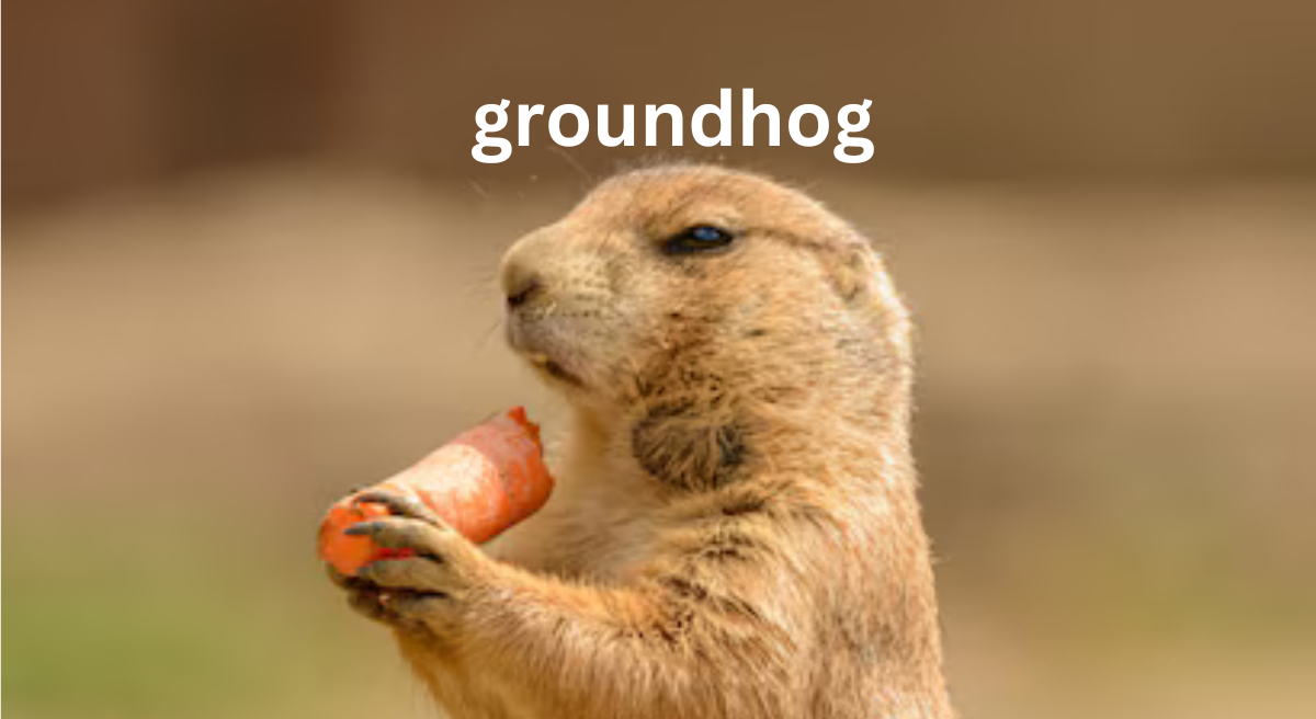 The Groundhog: Nature’s Weather Forecaster