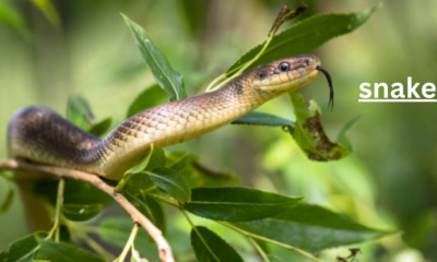 The Fascinating World of Snakes: A Glimpse into the Lives of These Enigmatic Creature