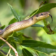 The Fascinating World of Snakes: A Glimpse into the Lives of These Enigmatic Creature