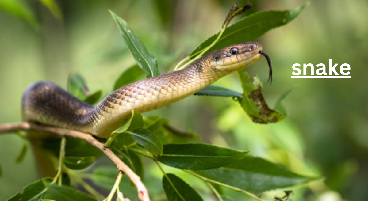 The Fascinating World of Snakes: A Glimpse into the Lives of These Enigmatic Creature