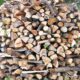 How to Choose and Store timtum halev firewood for Optimal Burning